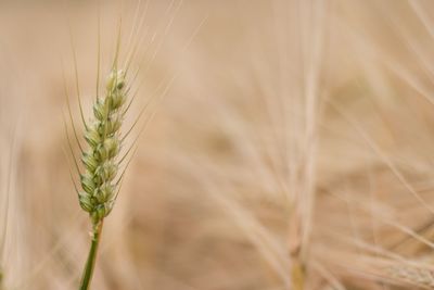 Close-up of wheat growing on field