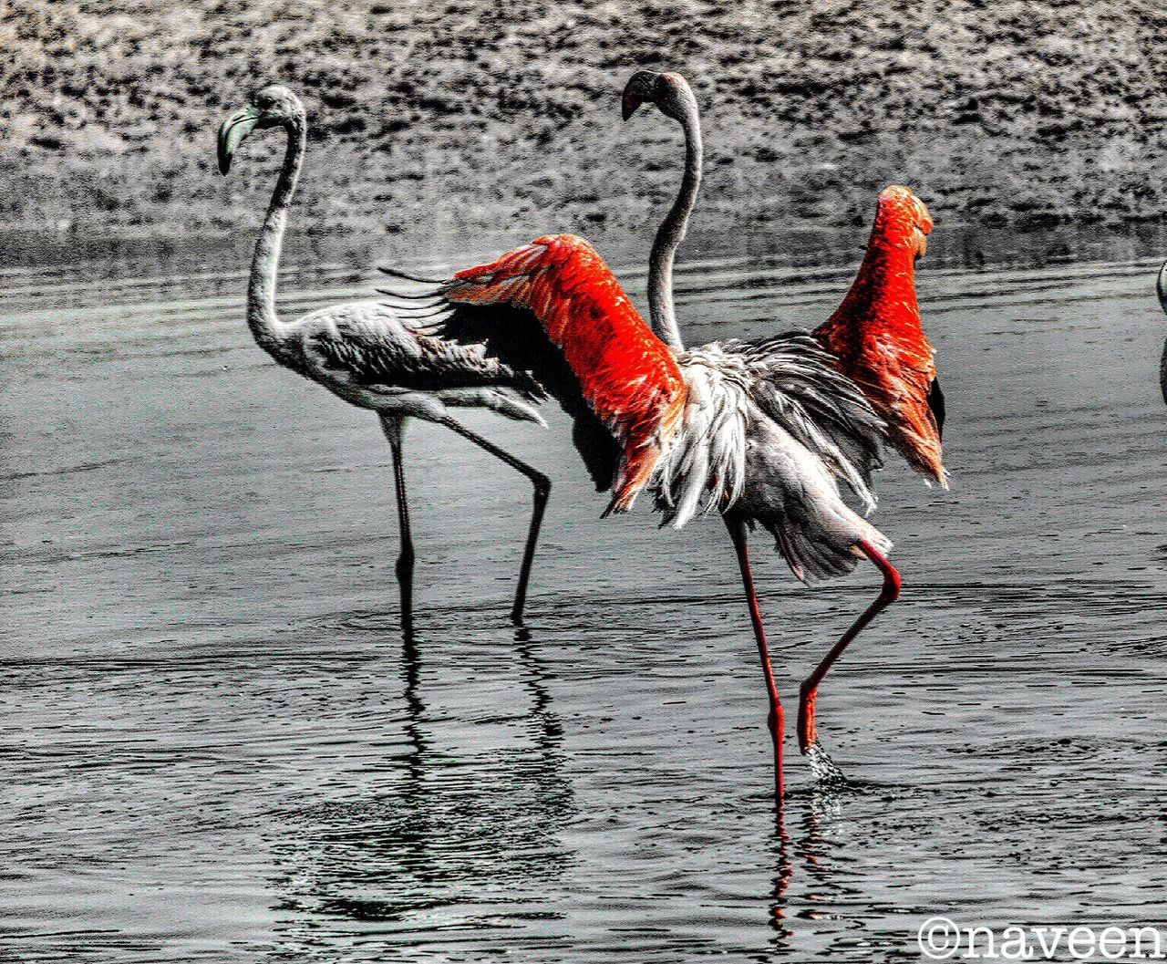 red, water, bird, no people, animal themes, outdoors, nature, sand, day