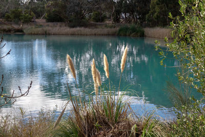 Scenic view of lake