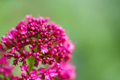 Close-up of pink flower