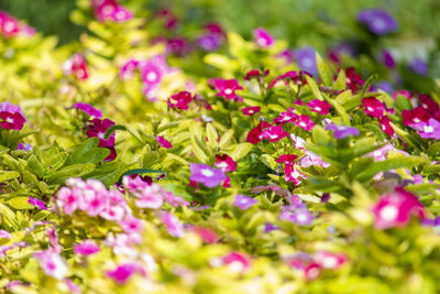 Close-up of pink flowering plants on field