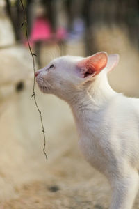 Close-up of a cat