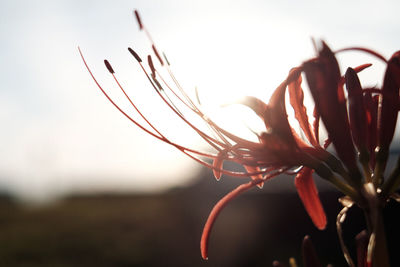 Close-up of flower