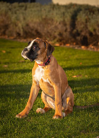 Dog standing on field