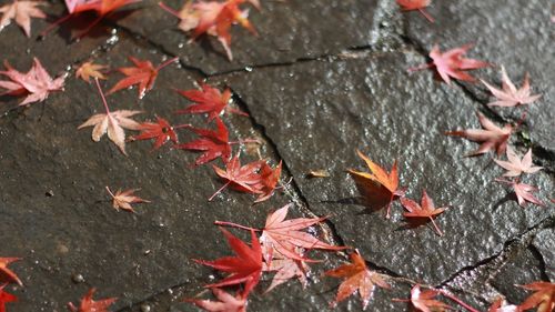 Close-up of maple leaves