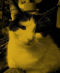 Close-up of cat