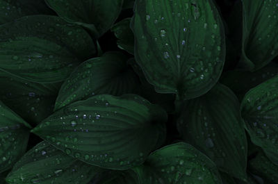 Full frame shot of wet plant