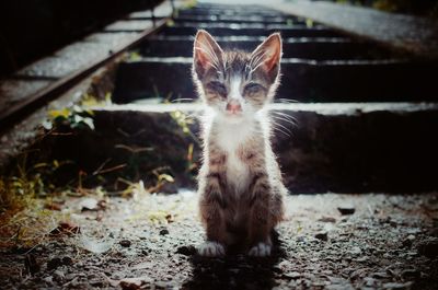 Portrait of kitten