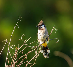 Low angle view of bird perching on branch