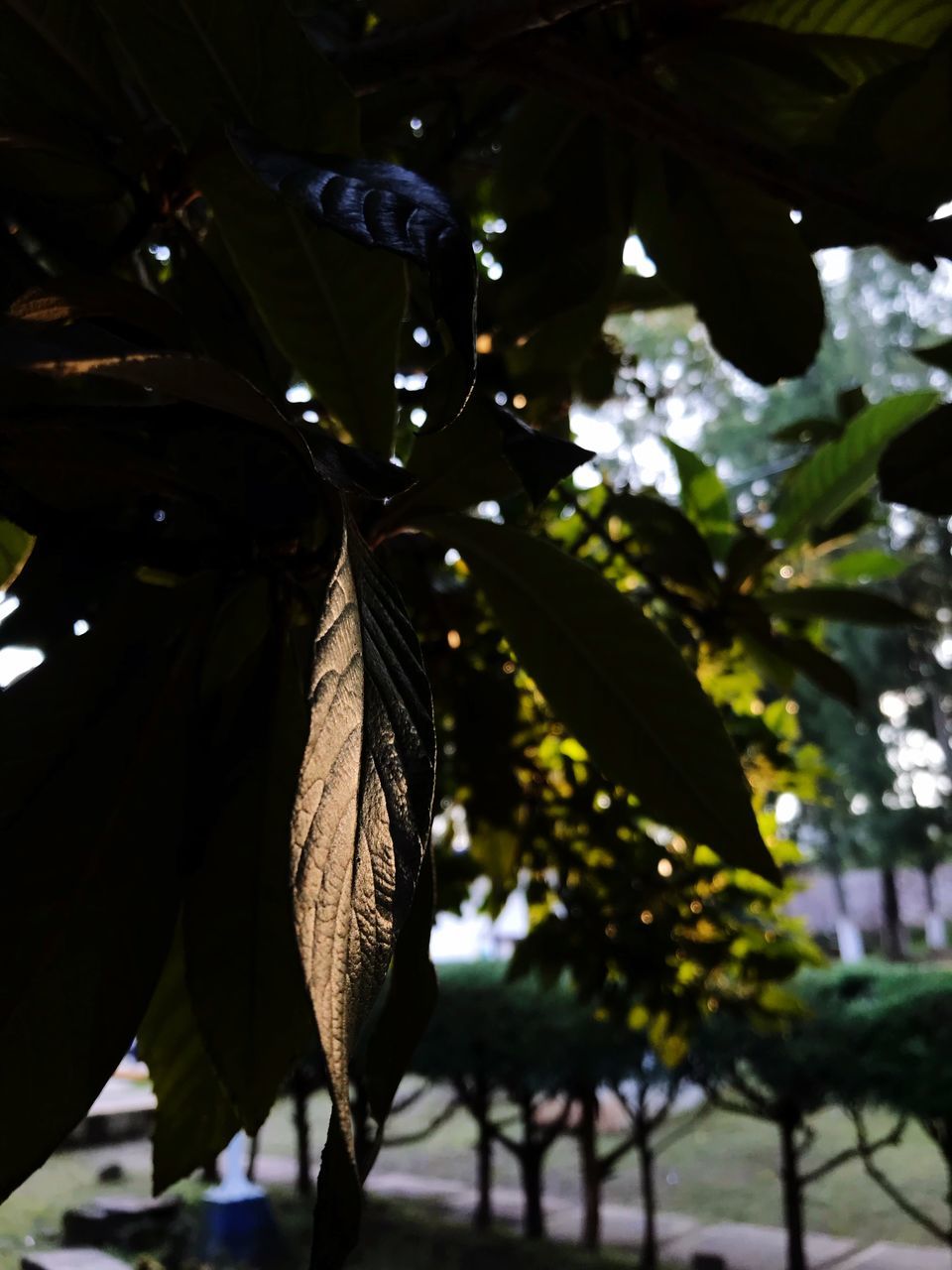 tree, plant, growth, leaf, plant part, focus on foreground, close-up, no people, nature, outdoors, day, beauty in nature, branch, low angle view, sunlight, selective focus, freshness, water, green color, leaves