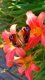 Close-up of butterfly pollinating on flower