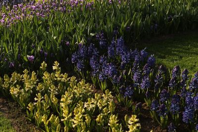 High angle view of purple flowering plants on field