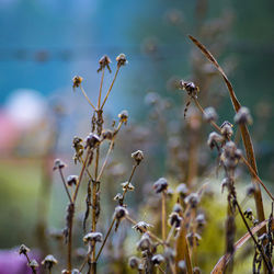 Close-up of wilted plant on field