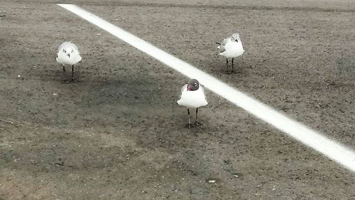 High angle view of bird perching on ground