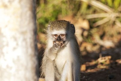 Portrait of monkey sitting outdoors