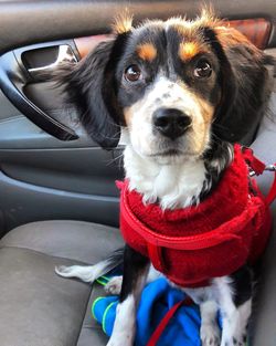 Portrait of dog sitting in car