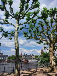 Tree by river against buildings in city