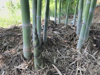 Close-up of bamboo plants on field