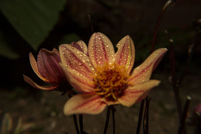 Close-up of fresh day lily blooming outdoors