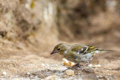 Close-up of bird perching outdoors