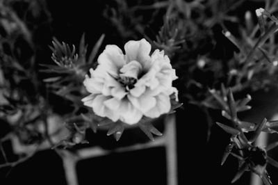 Close-up of white flowering plant