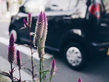 Close-up of wildflowers