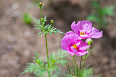 Close-up of pink flowering plant