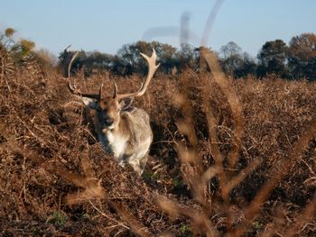 Portrait of deer in a field