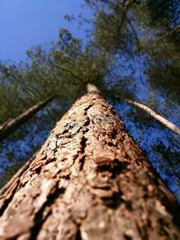 Low angle view of tree trunk