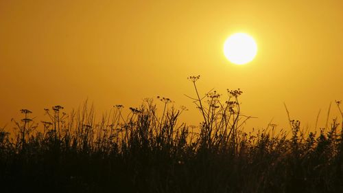 Silhouette plants growing on field against orange sky