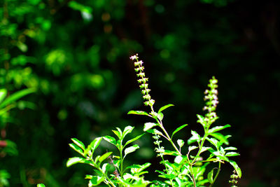 Close-up of flowering plant