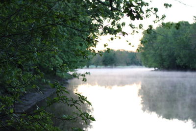 Reflection of trees in water