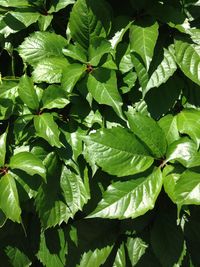 Full frame shot of green leaves