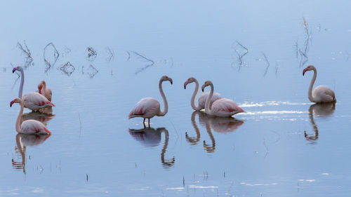 Birds in lake