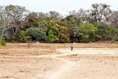 Man walking on field against trees