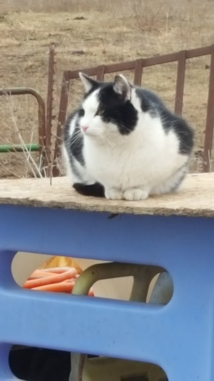 CAT IN PEN