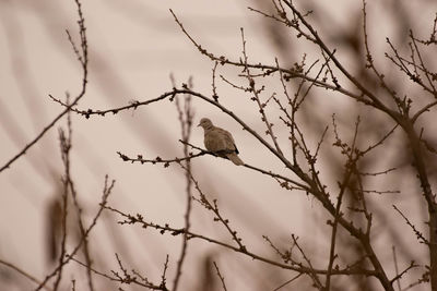 Low angle view of pigeon perching on tree