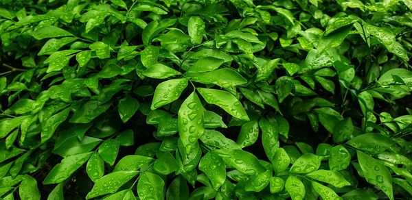 Full frame shot of green leaves