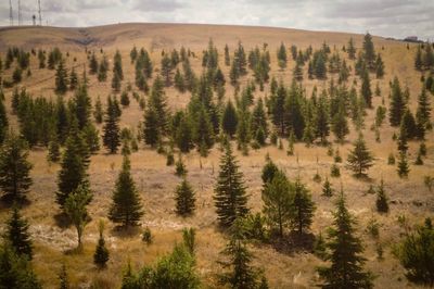 High angle view of pine trees on mountain