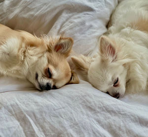 White dog sleeping on bed