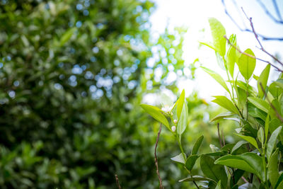 Close-up of fresh green plant