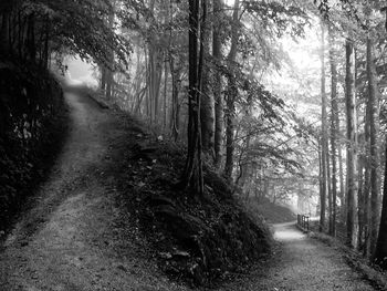 Narrow pathway along trees