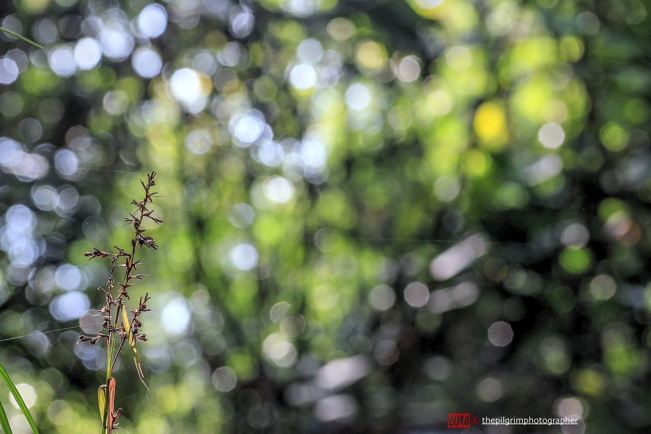 CLOSE-UP OF SPIDER WEB ON PLANTS