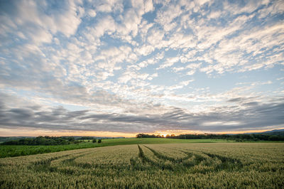 Scenic view of agricultural field against sky during sunset