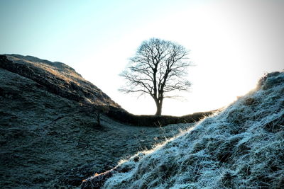 Bare tree on mountain against clear sky