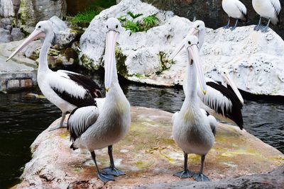 Ducks on rock by lake