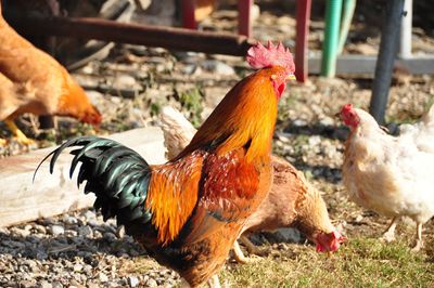 Close-up of rooster on field