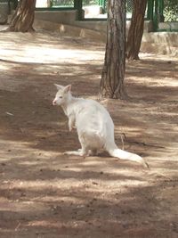 White cat lying on ground