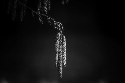 Close-up of icicles hanging on tree at night