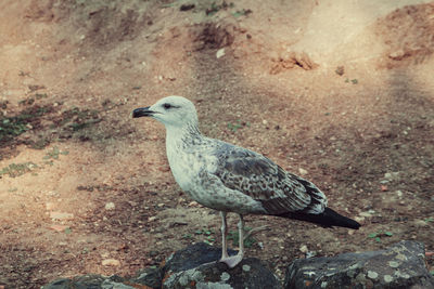 Close-up of seagull on rock